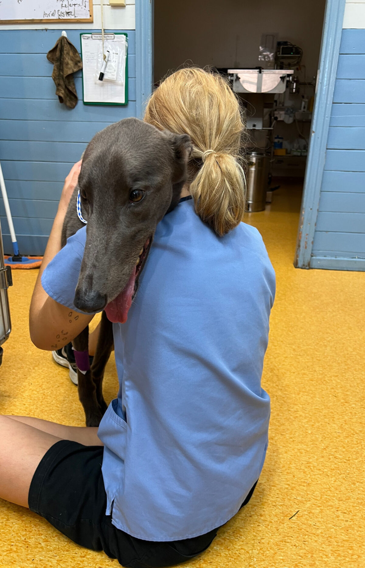 A Mullum Vet veterinarian with a greyhound