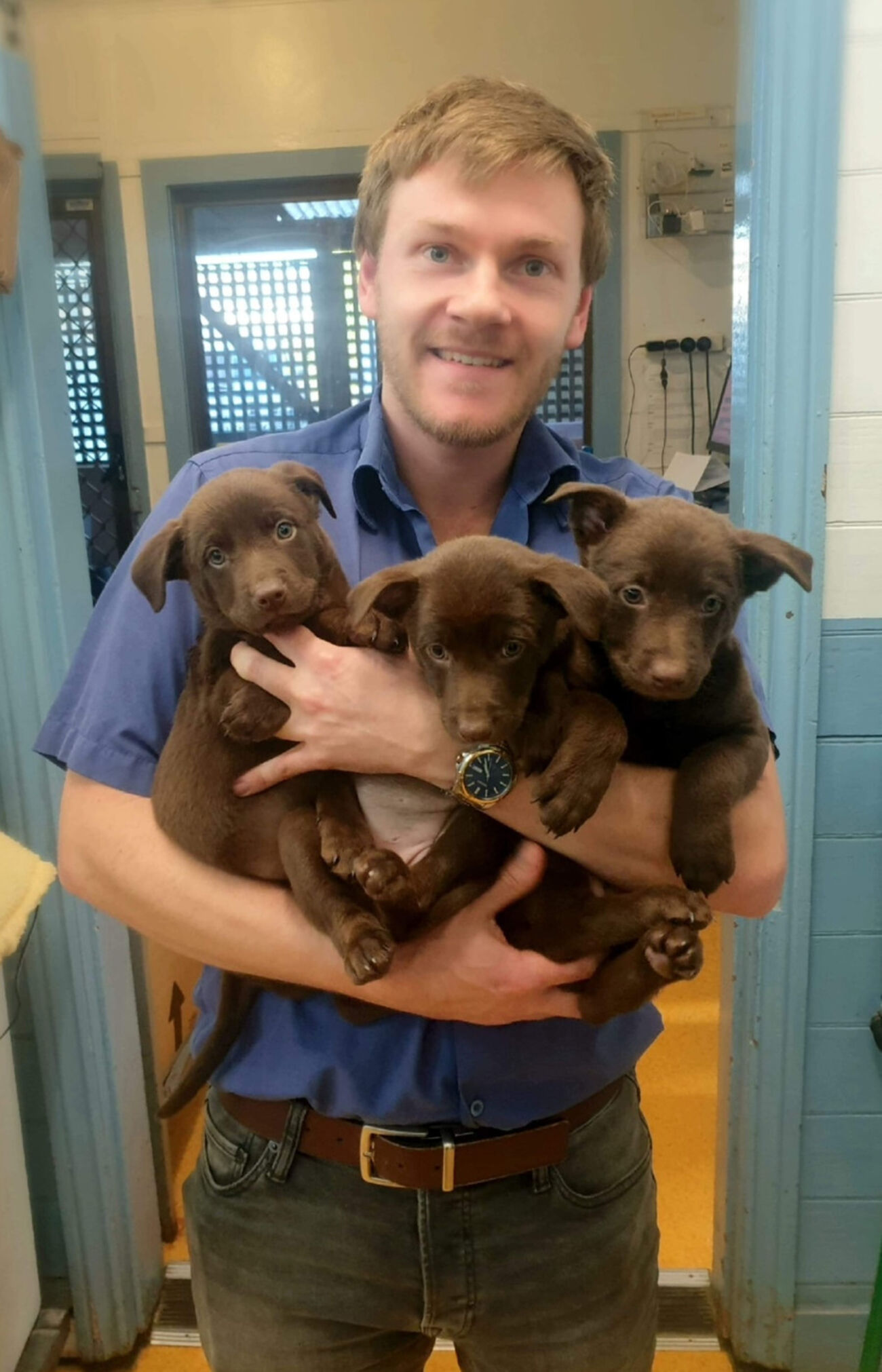 A Mullum Vet veterinarian with a litter of puppies