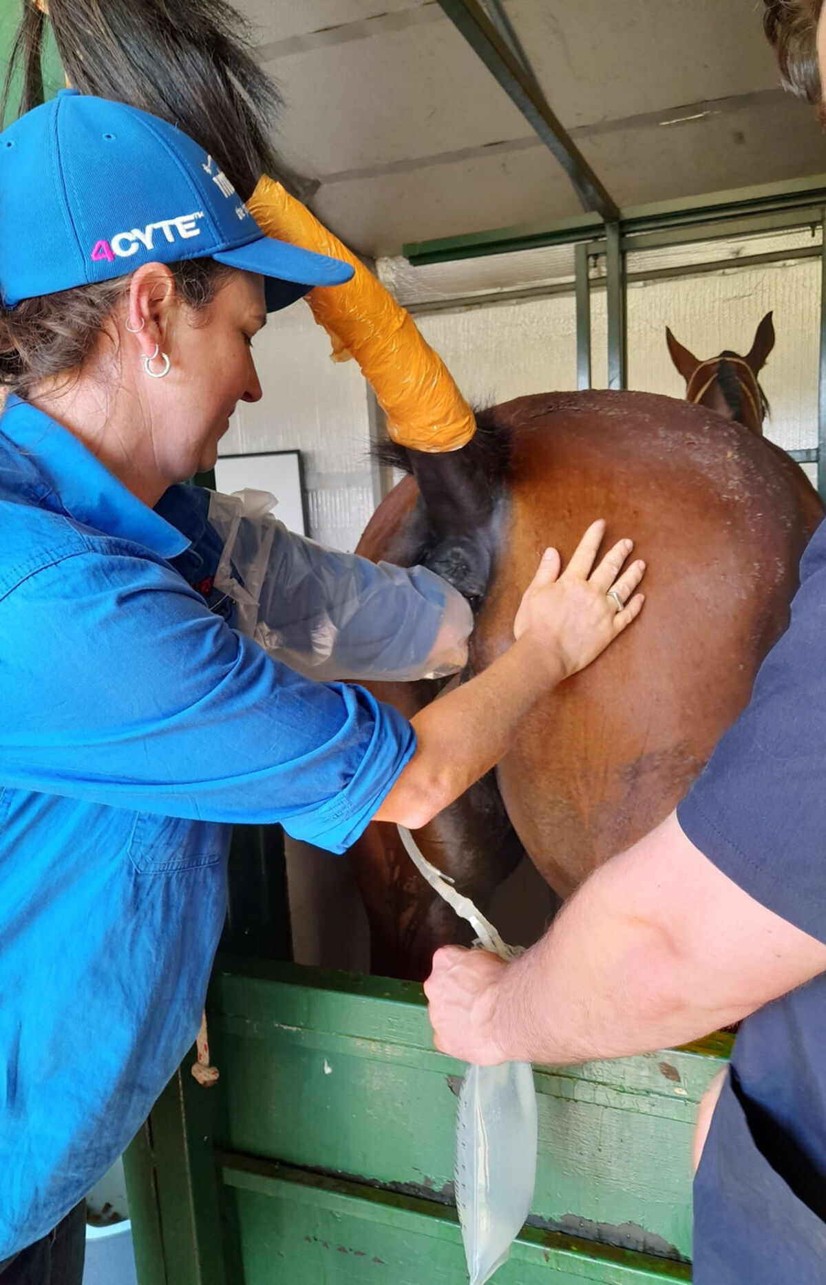 A Mullum Vet veterinarian treating a horse