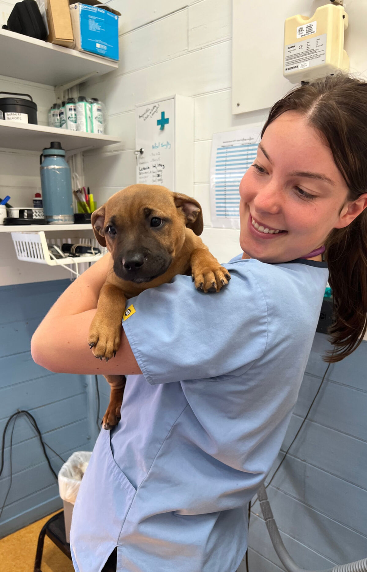 A puppy at Mullum Vet