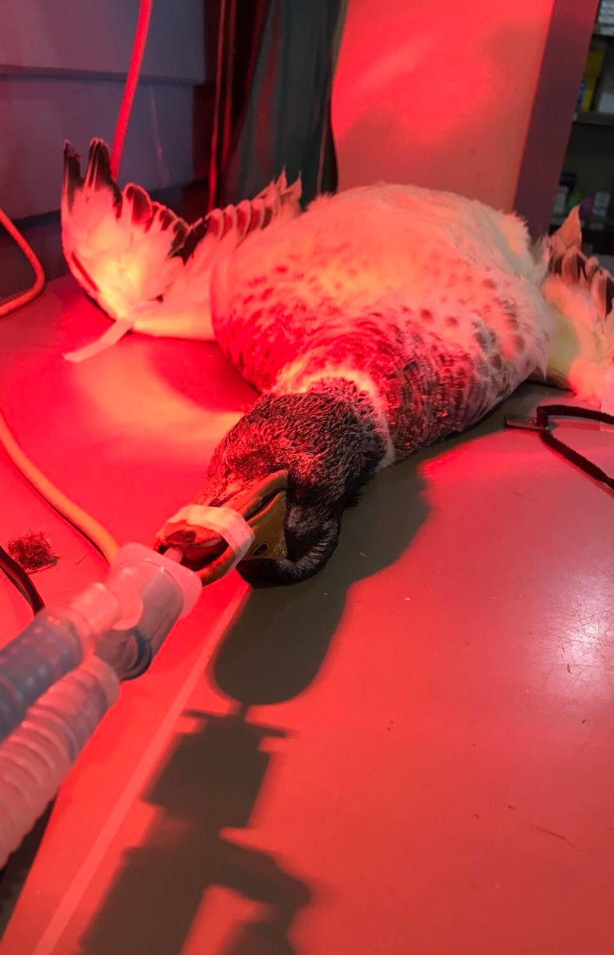Imaging at Mullum Vet